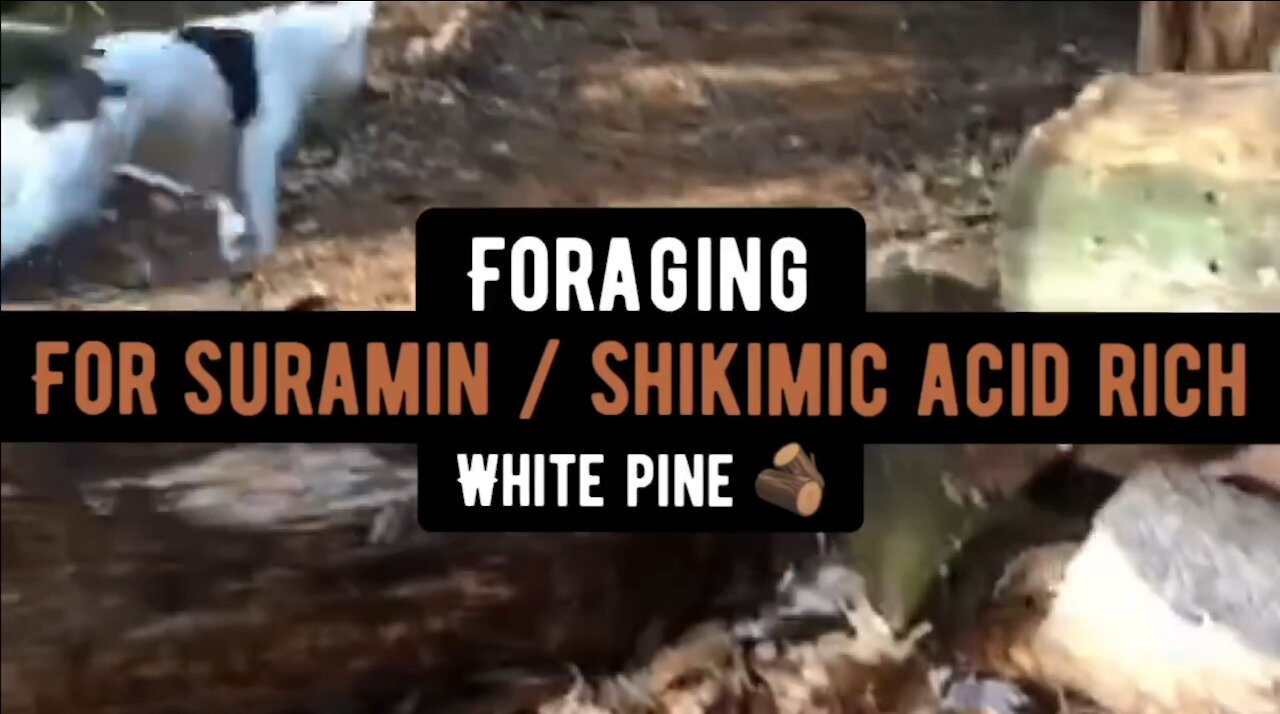 How to Forage for Suramin Rich - White Pine (needle tea) - With Green Mountain Gardening