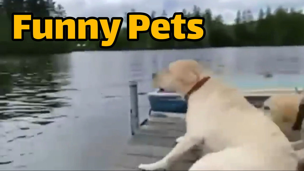 Funny Animals Reaction