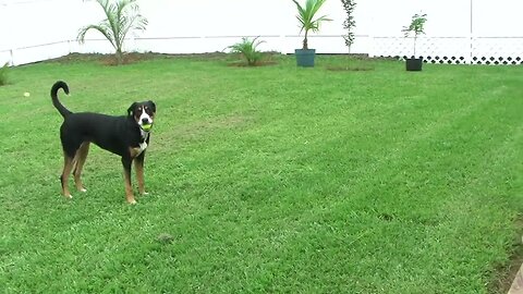 Kona Pumpkin playing