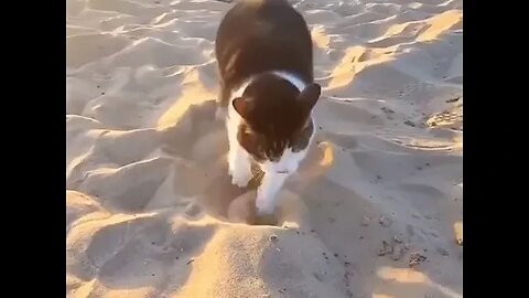 PLAYING CAT VIDEO MEAWWW