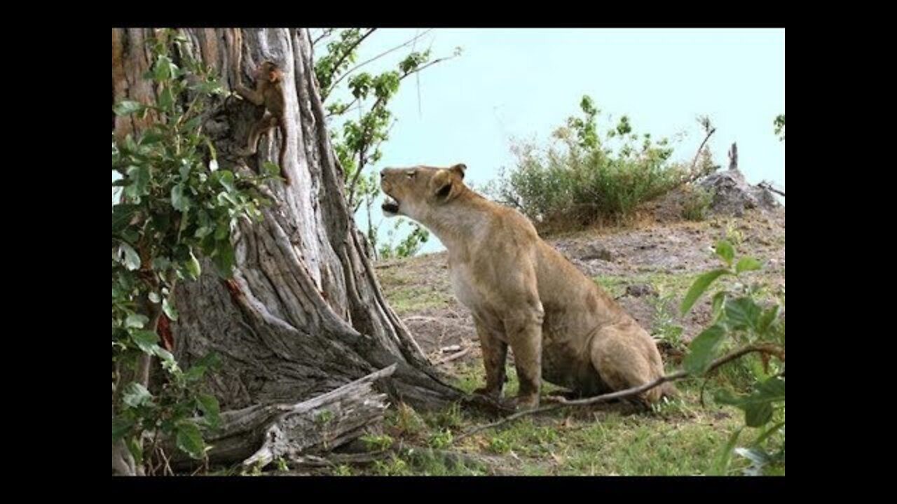 This Lion Just Killed A Baboon Which Is Why I Was Shocked At What She Did To The Baby Afterwards