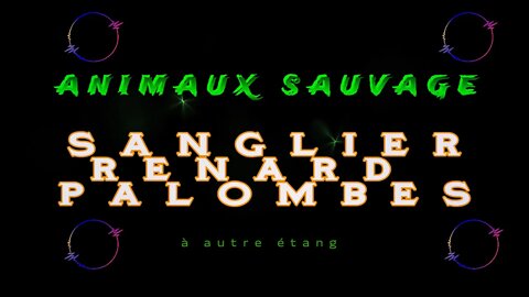 ANIMAUX SAUVAGE SANGLIER RENARD PALOMBES