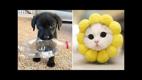 Funniest Animals 2024 😂 Best Funny Cats and Dogs 😻🐶 | Cute Baby Dogs