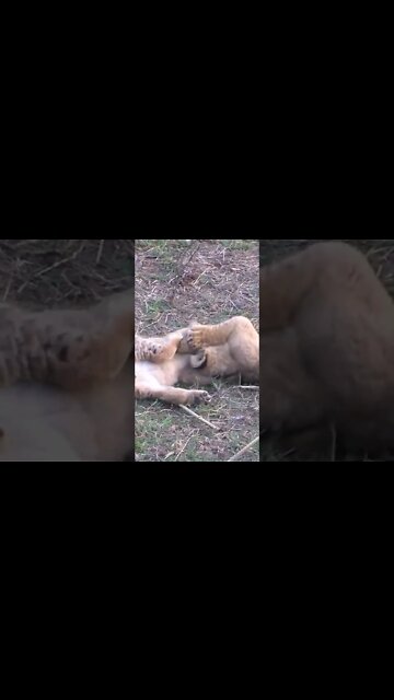 Cute Lion Cubs Fight!