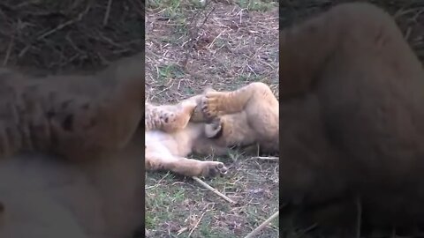 Cute Lion Cubs Fight!