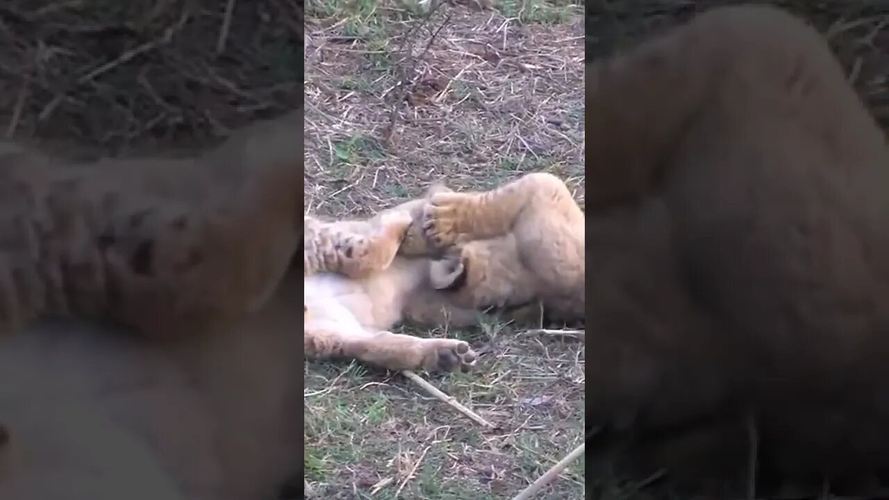 Cute Lion Cubs Fight!