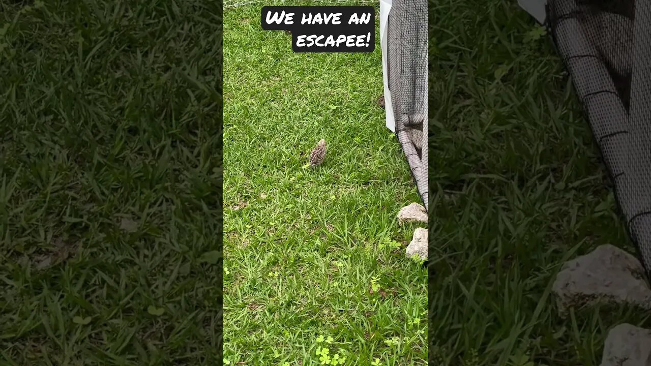 Quail escapee from the new tractor #quail #tractor #farming #shorts