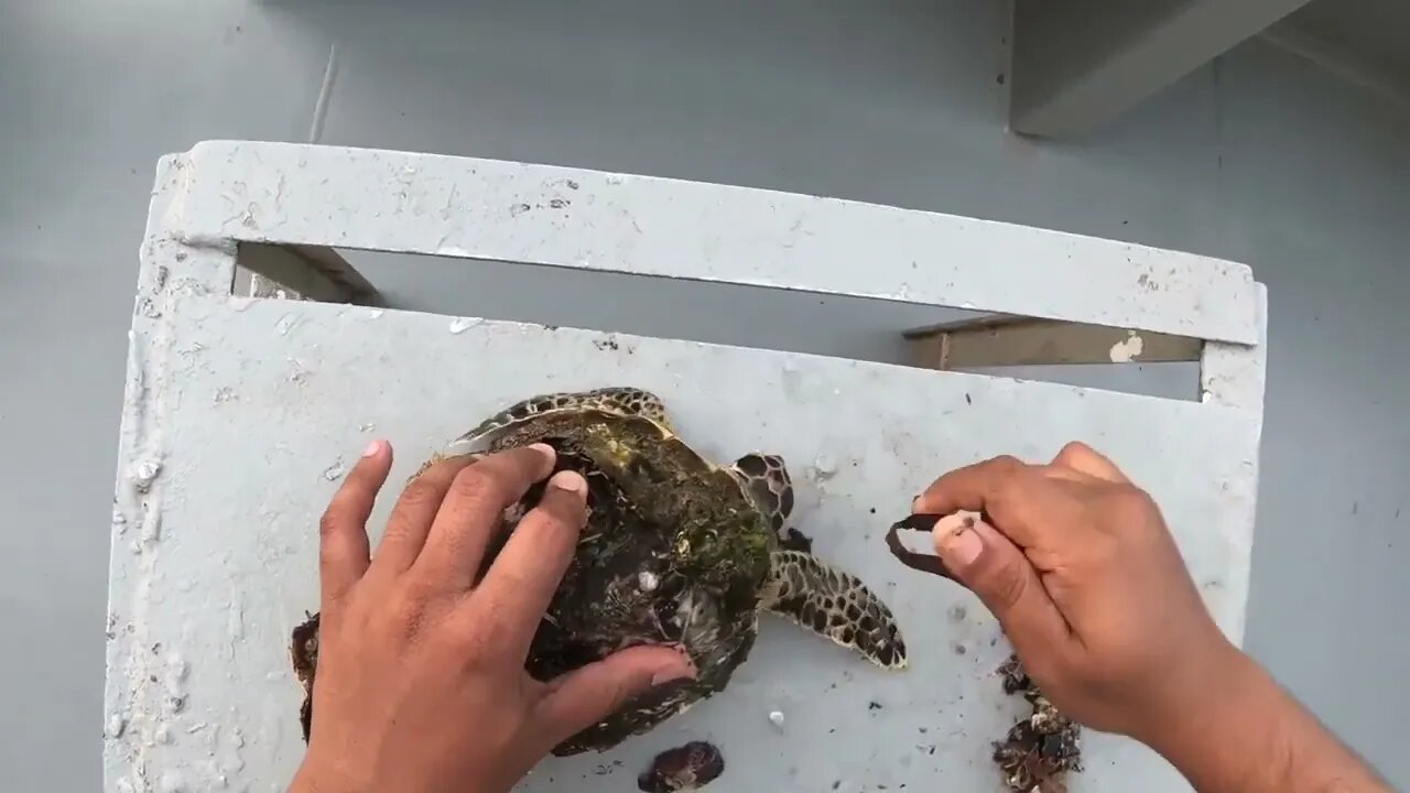 Rescue Sea Turtle Removing Barnacles From a Poor Sea Turtle | animals, Nature, turtles, ocean, ASMR7