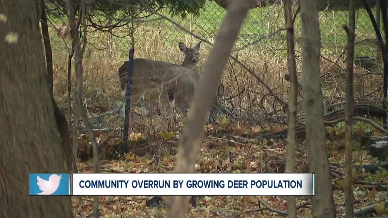 Nature versus neighborhoods, who will come out on top in South Euclid