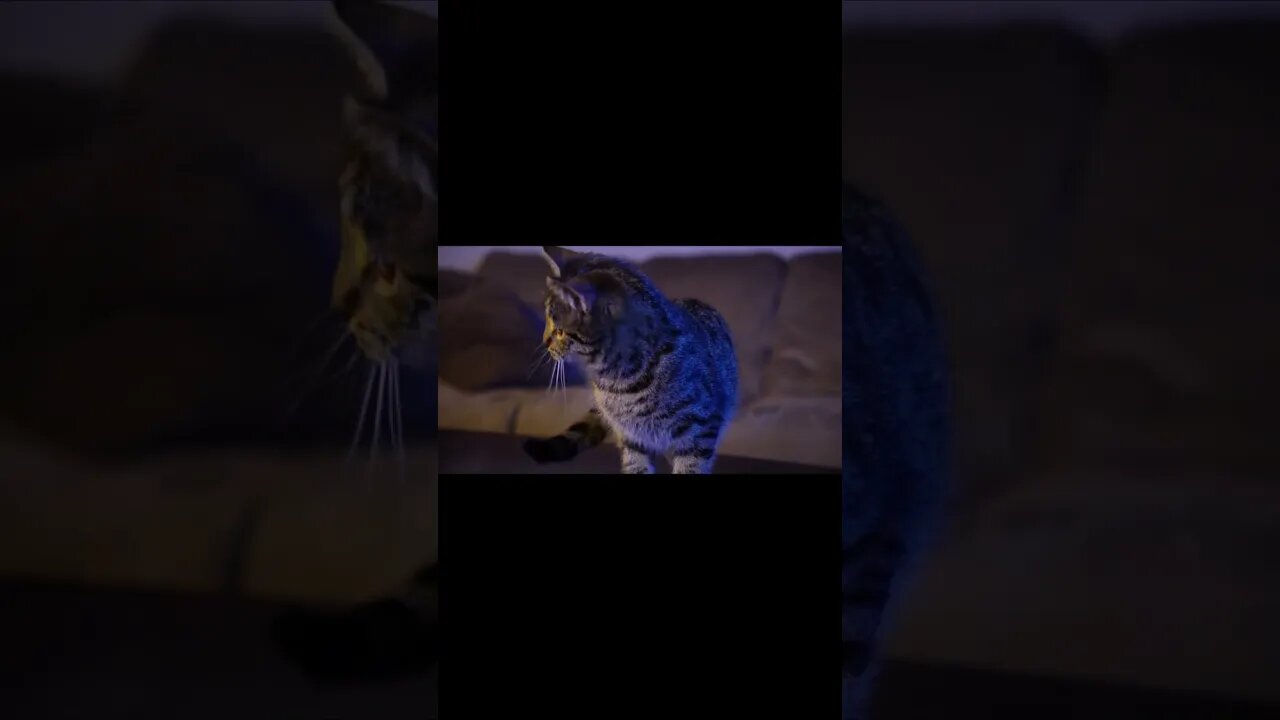 Low Vision Kitten Plays Like a Beast