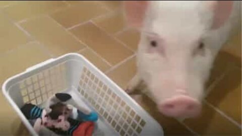 Mini pig enjoys taking out the clean clothes!