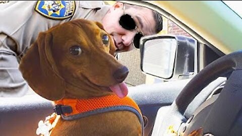 Funny And Cute Dogs YOU have to see this