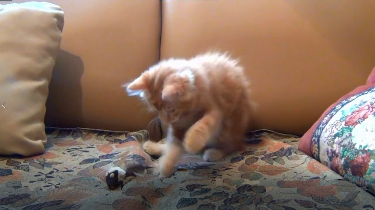 Cat Playing With It's Favorite Toy