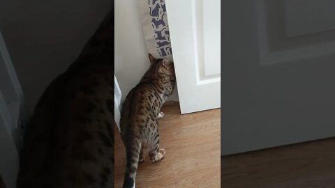 We all have days like this #bengalcat #funnycat #viralcat #caturday #catvideos