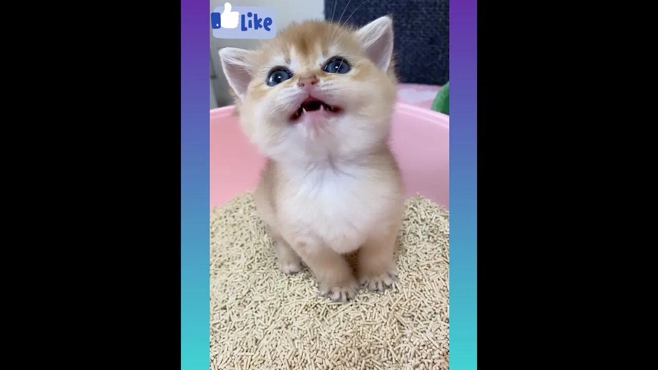 Cute and Funny Cat Videos Compilation 2021_ |08|_#shorts