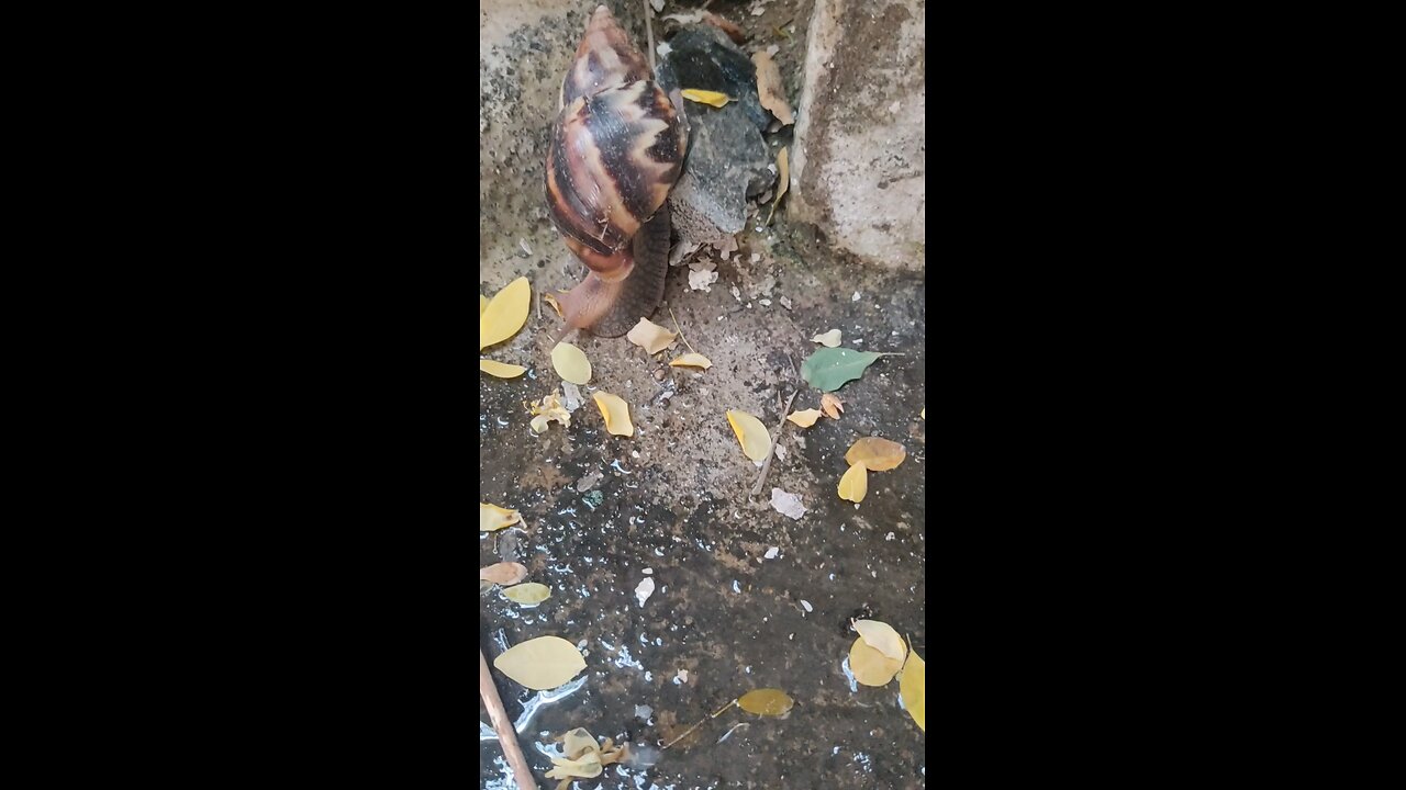 Snail