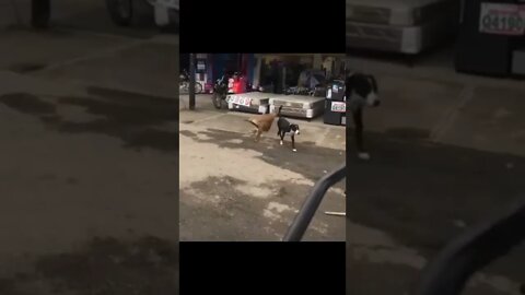 Cachorrinhos Brincando em Cima do Colchão #shorts