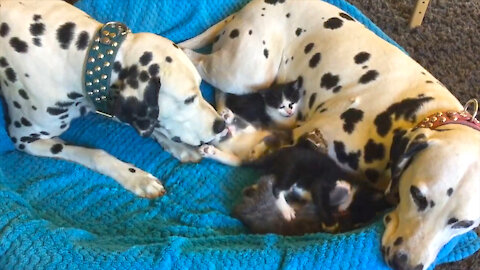 Adorable foster kittens take over Dalmatian's bed