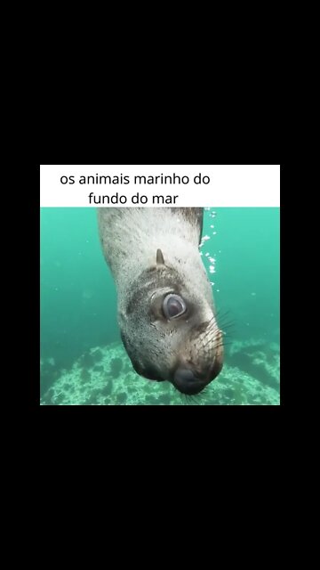 Marrom e Amarelo Simples Animais e Bichos criando canal shorts #shorts