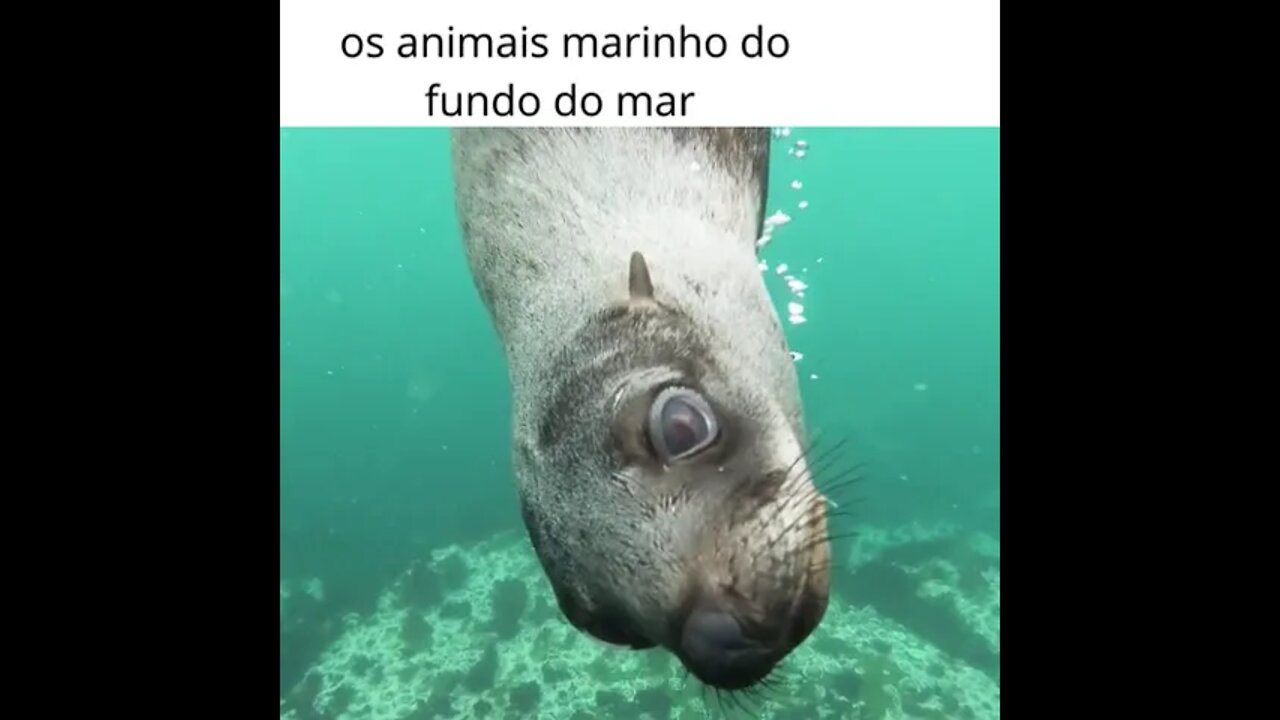 Marrom e Amarelo Simples Animais e Bichos criando canal shorts #shorts