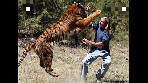 dangerous tiger in the world