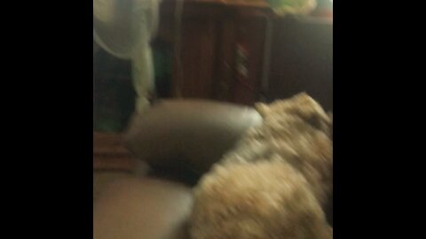 Oscar the dog sleeps during nba game
