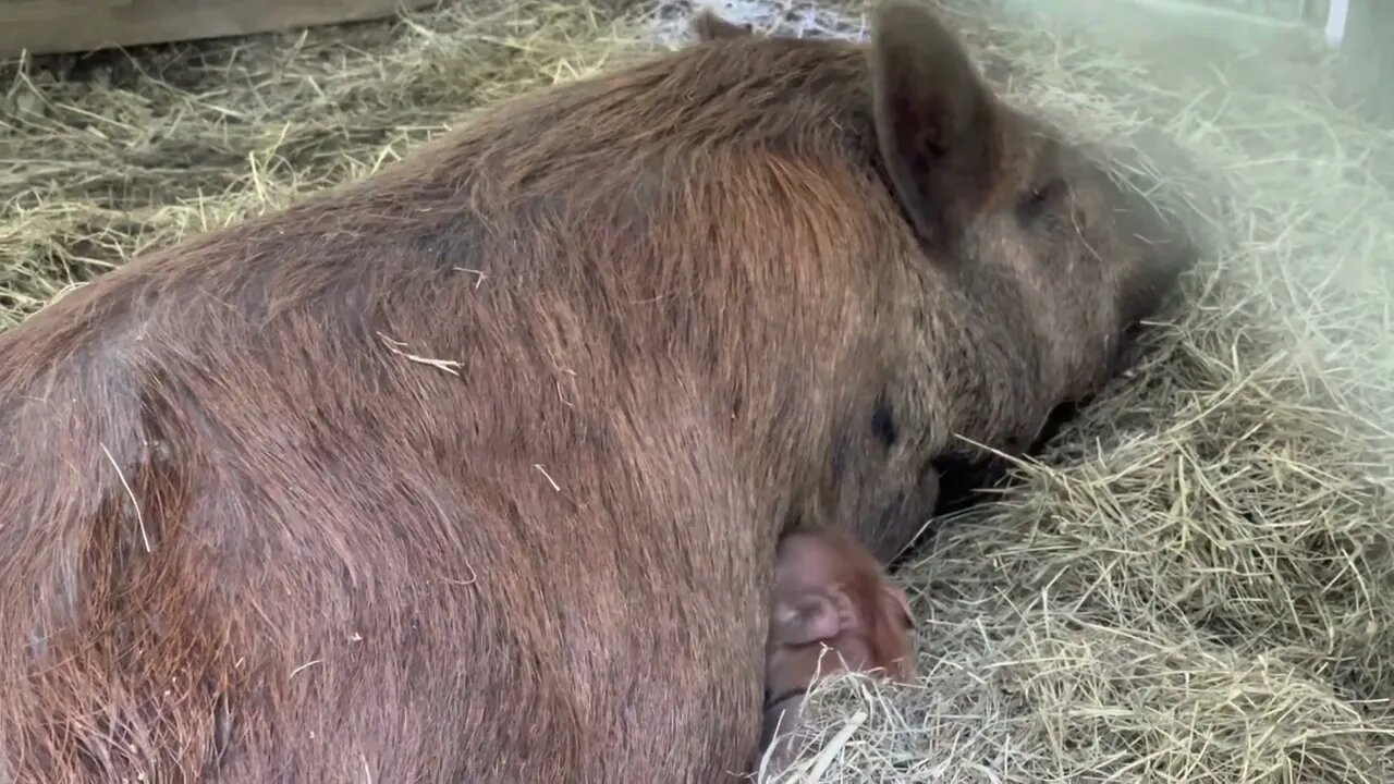 Snake, Chicks, and a Piglet