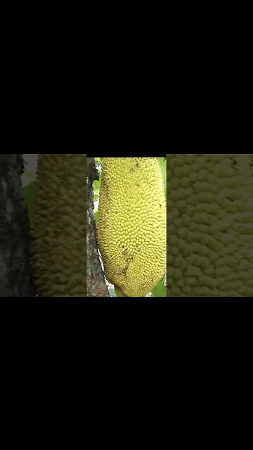 Wonders Jackfruit in Philippines #wonders #philippines #adventure #shorts