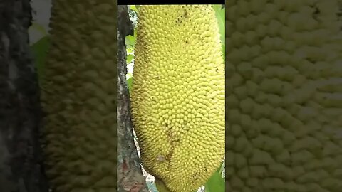 Wonders Jackfruit in Philippines #wonders #philippines #adventure #shorts