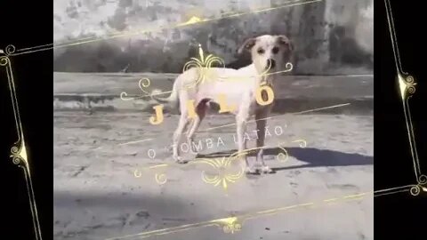 Jiló, nosso 'marginalzinho' resgatado da rua. Este ganhou na Mega Sena acumulada .....