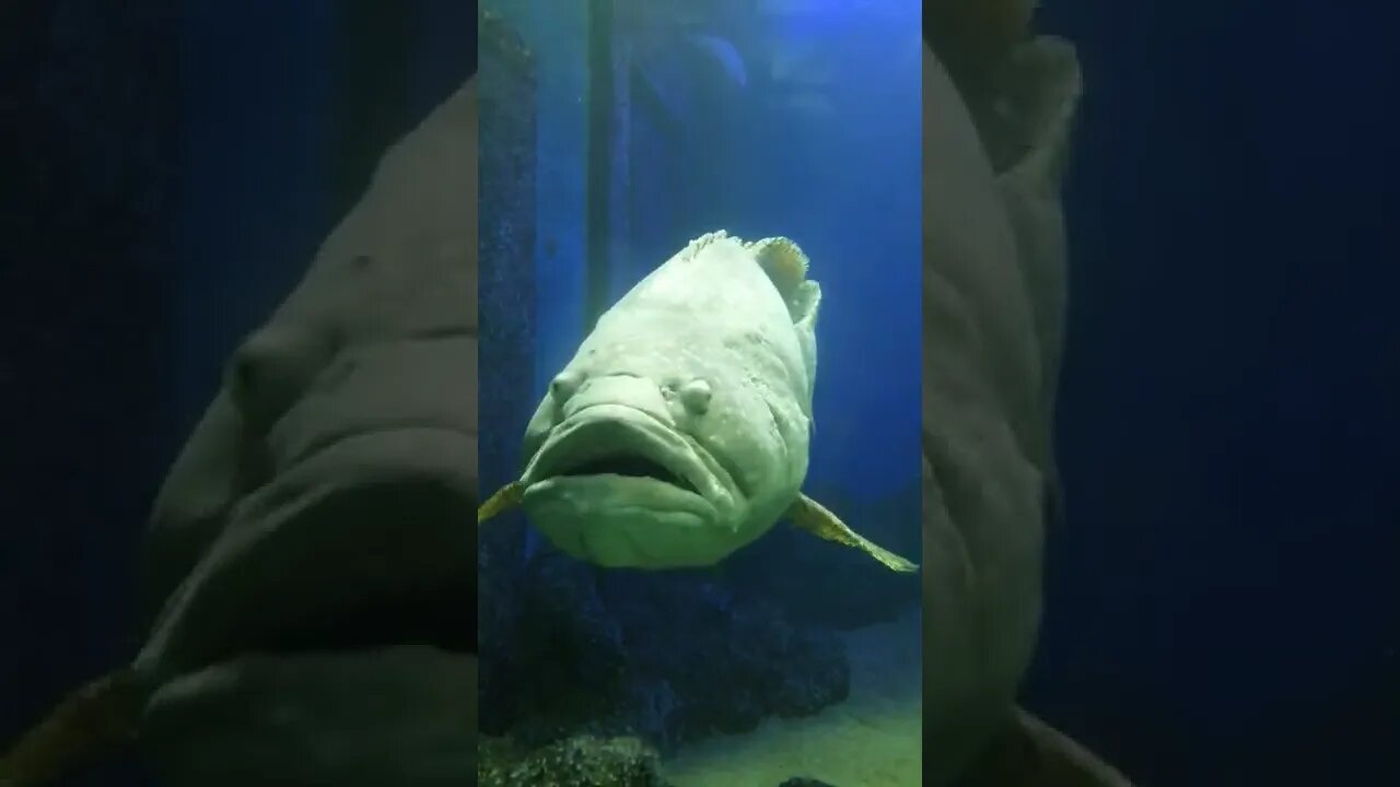 Huge Fish