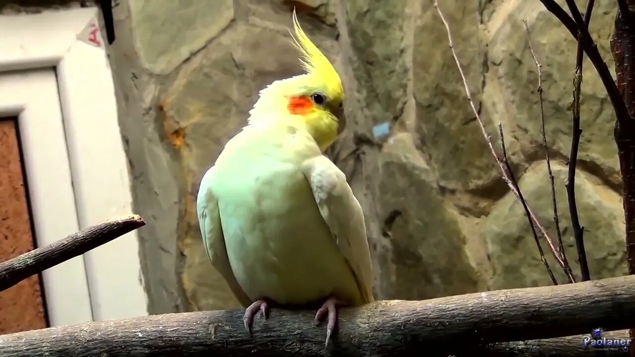 4K HDR Video – Beautiful Lovebird | Budgies and Cockatiel Birds Playing and Feeding-24