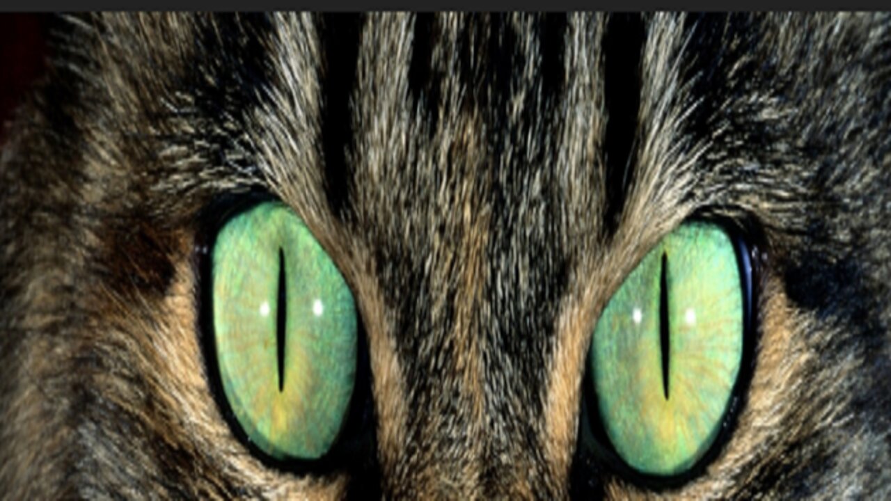 Cat's Eye 2