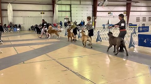 Dog show. Working group Mitchell, Nebraska. April 2023. #bullmastiff #bullmastiffpuppy #dogshow ￼