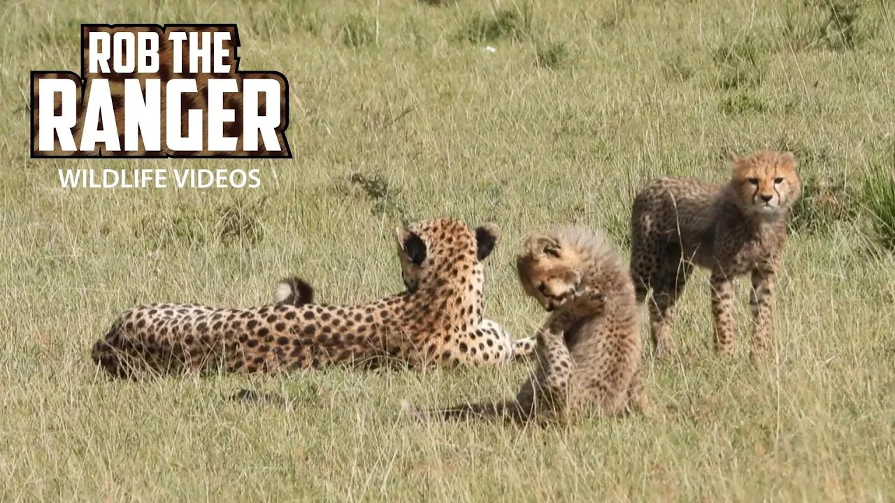 Two Cute Cheetah Cubs On The Move With Their Mom | Lalashe Maasai Mara Safari