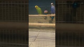 Budgies The Git Up 💖 #shorts #youtubeshorts #budgies #animallover #parakeets