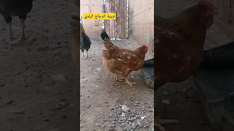 تربية الدجاج البلدي الأسود في المزرعة كيوت روعة