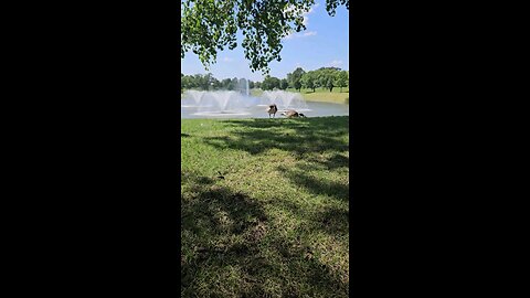 My Peaceful Place - Forgiveness