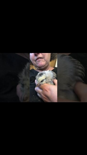 Sick baby chick. Died two days after this video 😢💔