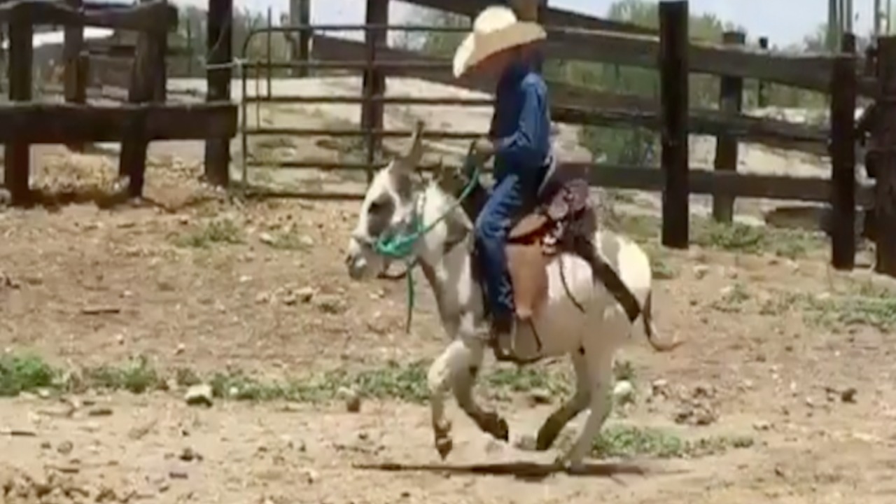 GIDDYUP! Tiny cowboy rides burro best friend - ABC15 Digital