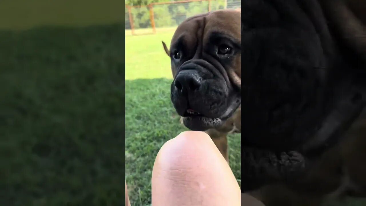 Ch Willow playing monkey LonelyCreek bullmastiff