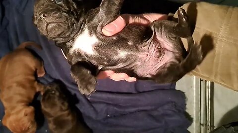 start Playfighting OBI2023 BABY PATTERDALE TERRIERS day20 bull&terriers BSL puppies pups puppy dogs