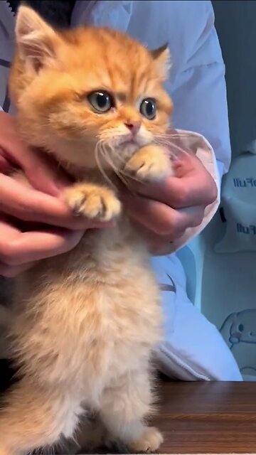 "Paws and Play: Hilarious Cat Dance Compilation!"😻😻