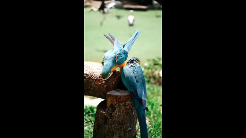 Birds lovers