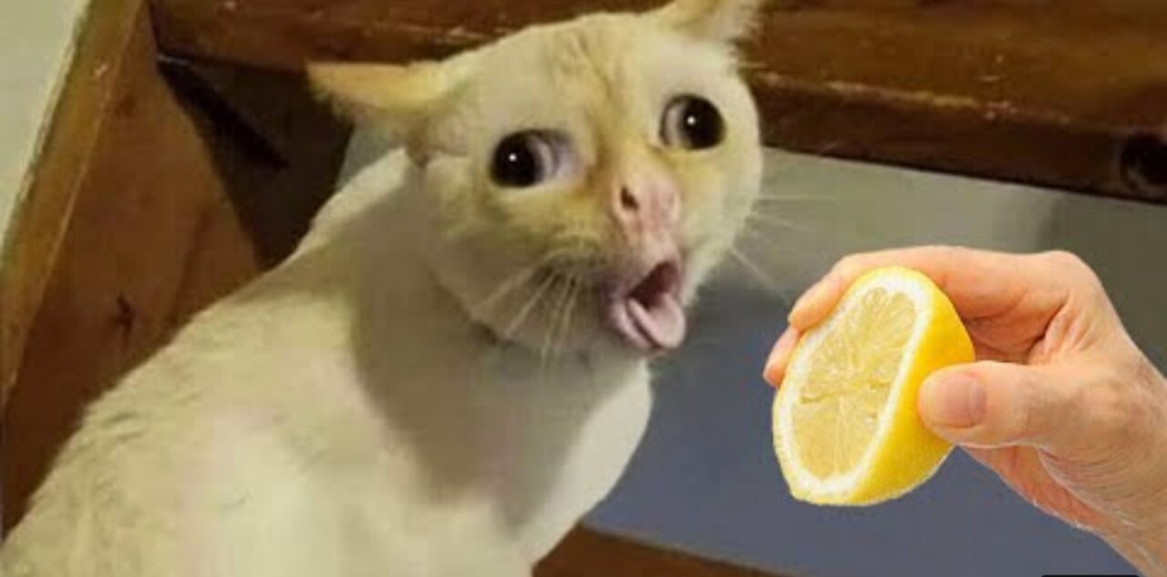 Funny animal videos 2022 🤣 | Dog Funny Video 🤣🤣 | Funny Cut Video 🤣🤣
