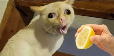 Funny animal videos 2022 🤣 | Dog Funny Video 🤣🤣 | Funny Cut Video 🤣🤣