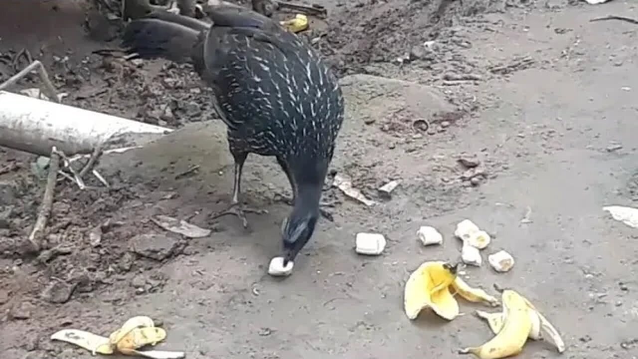 Jacu alegria entre eles Jacuaçu , jacuguaçu, guans