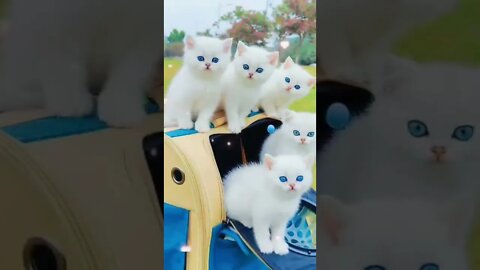 World best cute cats video.