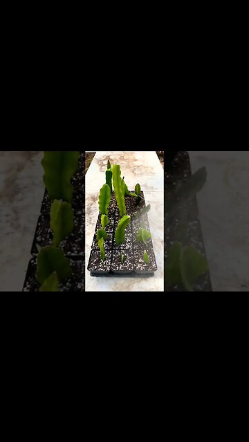 DIY Organic Rooting: Grow Dragonfruit Cacti At Home! | #Shorts