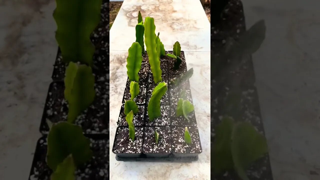 DIY Organic Rooting: Grow Dragonfruit Cacti At Home! | #Shorts